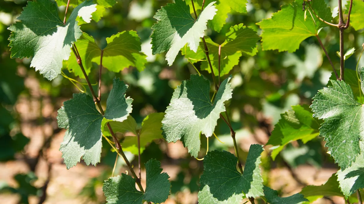 Vibrant green leaves in a sunlit vineyard, capturing the essence of nature's beauty.