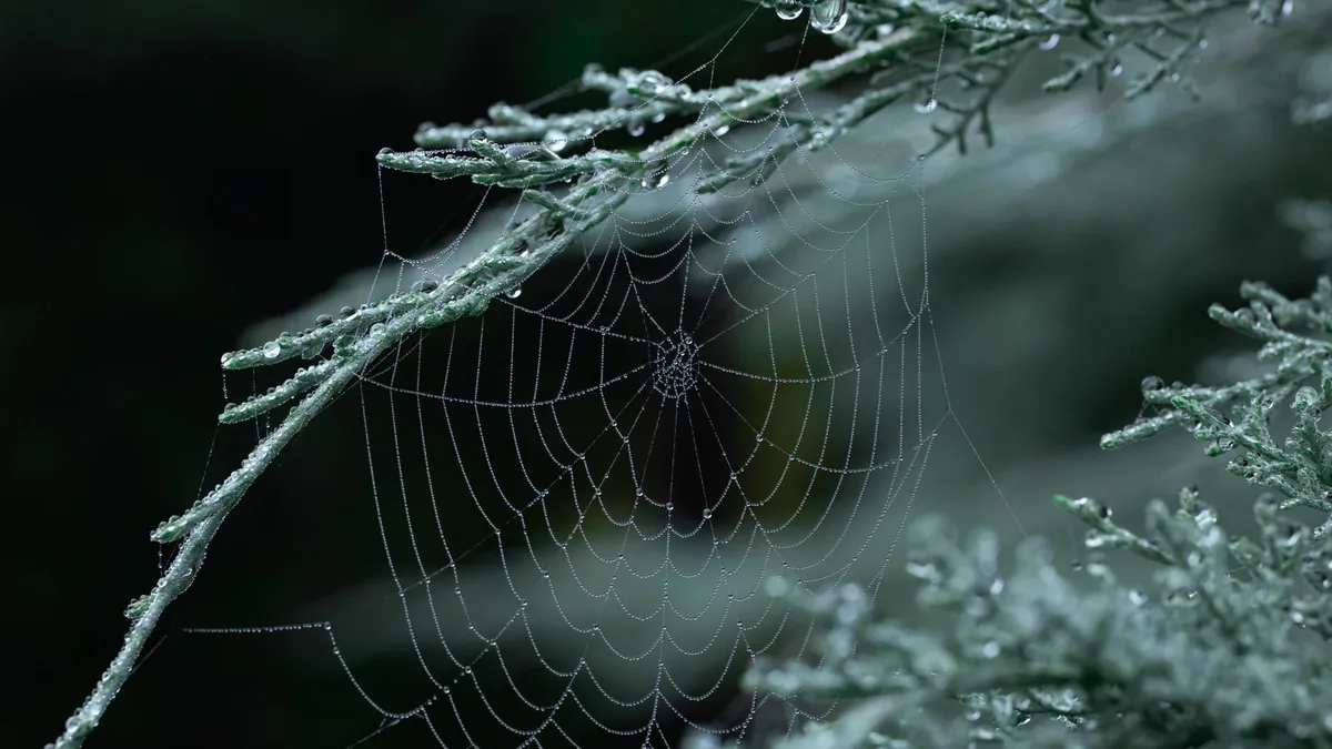 Close-up of a dewy spider web on evergreen branches, showcasing nature's delicate beauty.