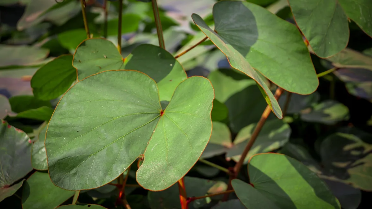 Detailed view of sunlit heart-shaped green leaves creating a vibrant natural pattern.